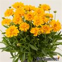 Afbeelding van VP Coreopsis P19 Presto